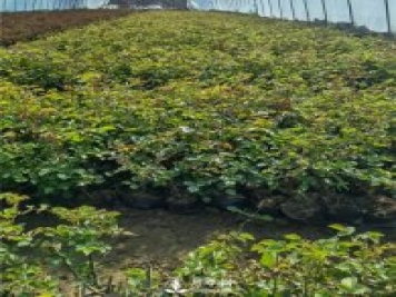 各类盆栽月季上市，南阳杯苗基地全国批发中