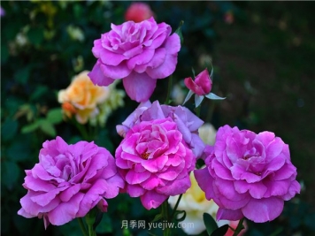 南昌滨江月季园，带你去看天下风流的江西月季花