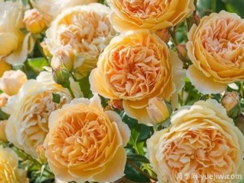 大花香水月季的养护方法，分享10种花香飘满屋