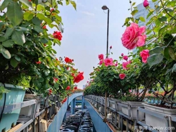 1.2万株月季盛开，南昌八一桥景观花廊拥抱春景