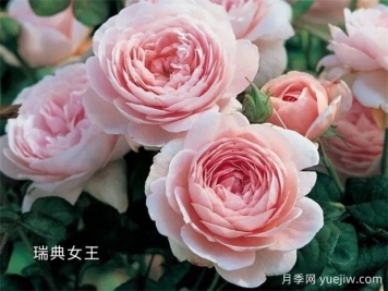100种月季玫瑰品种图鉴大全，你认识有没有超过10个？