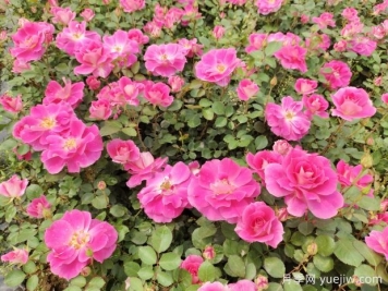 仙境盆栽月季杯苗粉色丰花，绿化工程批发