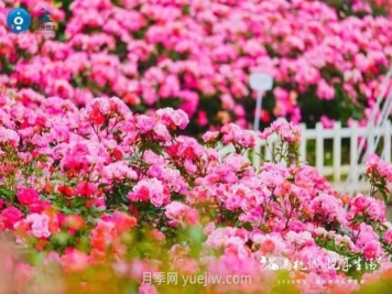 2024年第二届杭州市月季花展举办，赏500万株月季