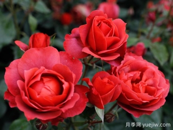 21朵玫瑰：不只是浪漫，还藏着这些深意