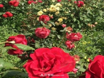 山西运城农民柳庚申建当地精品月季园，种植300多个月季花品种